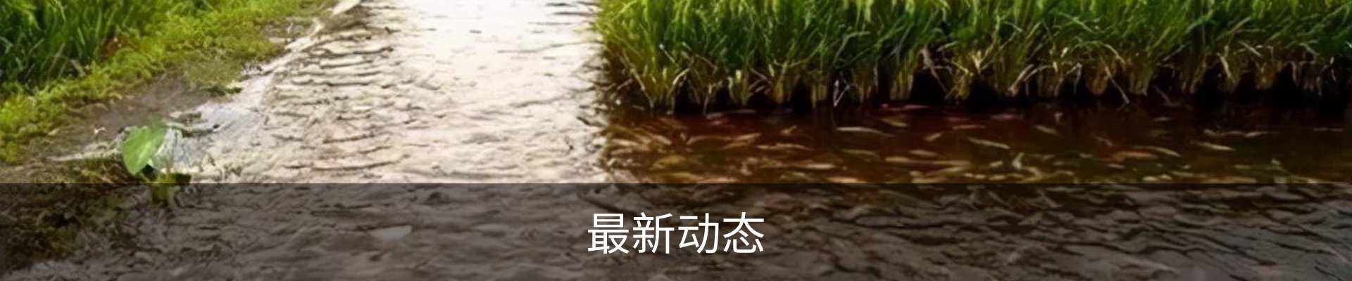 最新动态